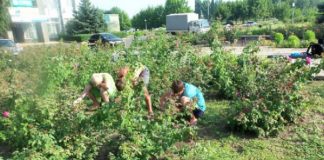 До Дня Незалежності на Олександрійщині упорядковували меморіали та братські могили