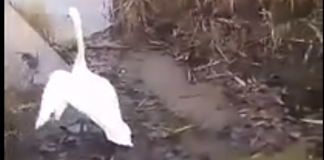 Небайдужі мешканці Приютівки врятували лебедя (Відео)