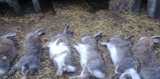 Жителі Войнівки налякані: невідома істота полює на живність селян
