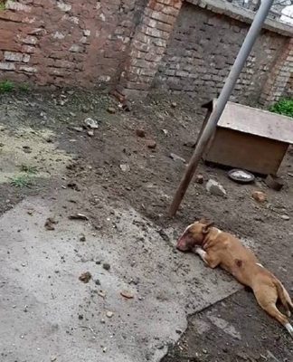 Випадок знешкодження собаки олександрійським поліцейським набув суспільного резонансу. У міськвідділі надали короткий коментар