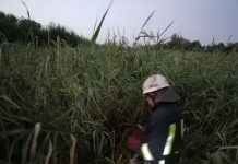В Олександрії собака застряг у багнюці й чекав на допомогу