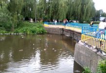Водоплавні пернаті облюбували олександрійське «Болото» (замальовка)