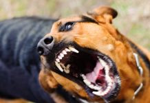 На Олександрійщині виявили сказ у домашньої тварини