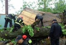 Дерево вбило рятувальника: судитимуть командира частини ДСНС у Кіровоградській області
